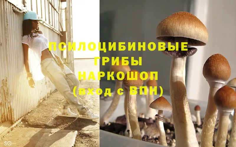 Галлюциногенные грибы Psilocybe  наркота  Катайск 